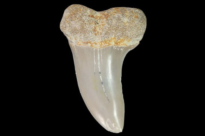 Mako Shark Tooth Fossil - Sharktooth Hill, CA #94667